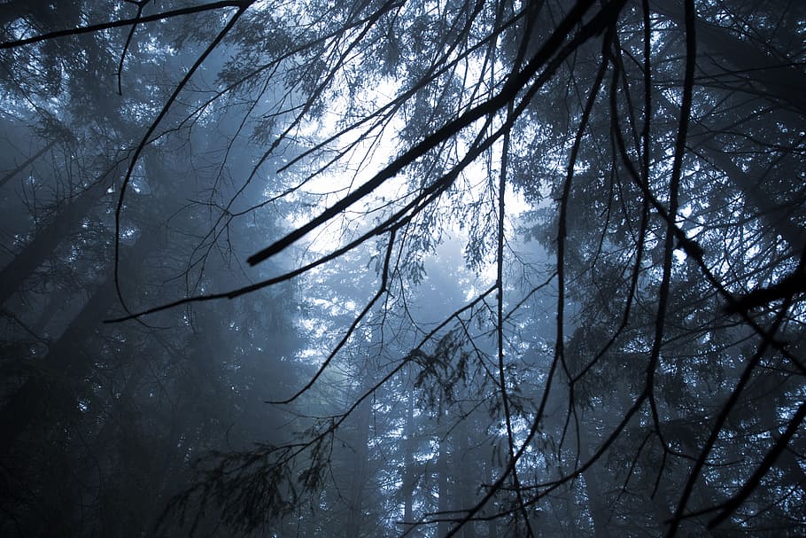 low angle photography of forest tree, Forrest, Cold, Trees HD wallpaper