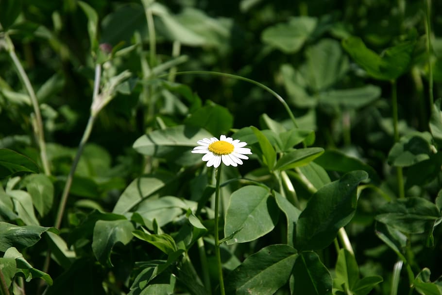 daisy, meadow, nature, flowering plant, freshness, growth, beauty in nature HD wallpaper
