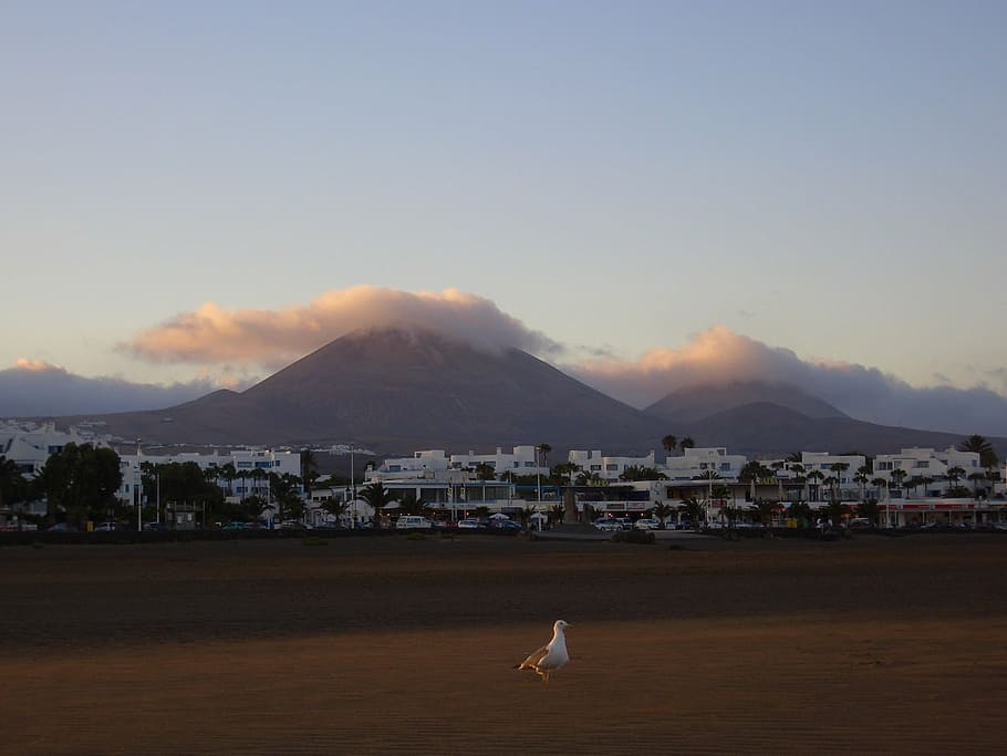 beach, sea, gull, bird, mountain, seagull, fuerteventura, spain HD wallpaper