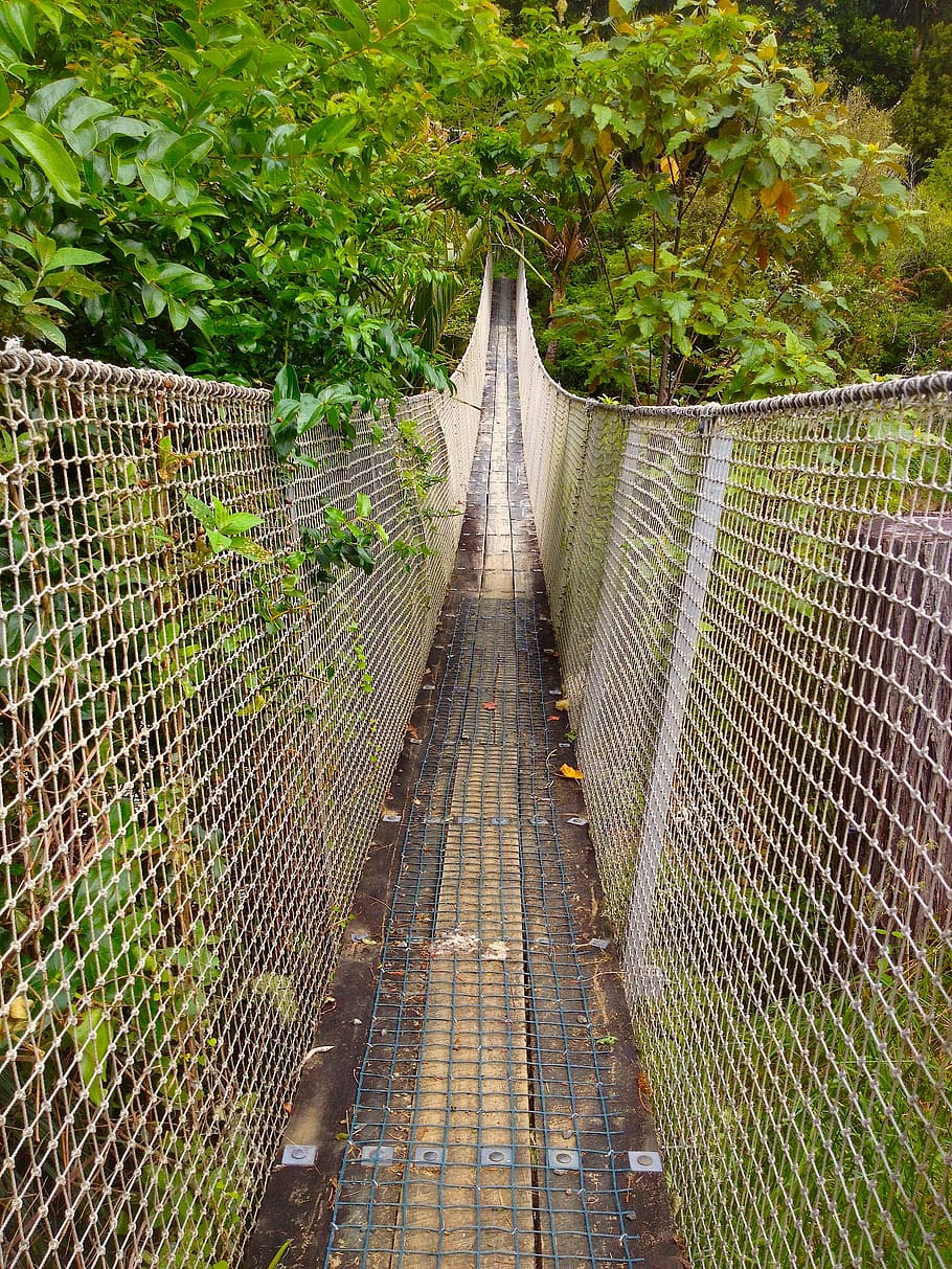 bridge, foliage, water, fall, green, autumn, leaves, forest HD wallpaper