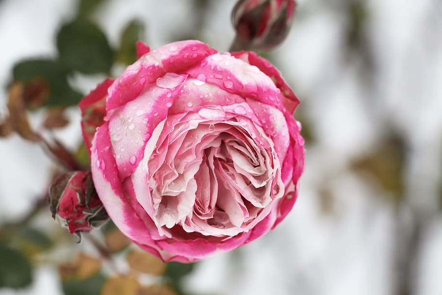 pink rose in close-up photo during daytime, dew, rose bloom HD wallpaper