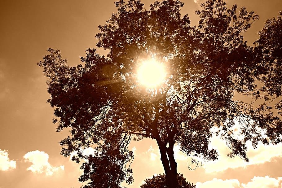 Tree Top, Sun, Sunlight, sky, sun shining through tree, silhouette HD wallpaper