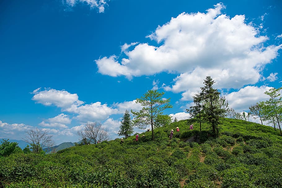 dasan, green tea, plant, sky, cloud - sky, tree, beauty in nature HD wallpaper