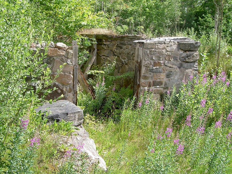 Path, Forest, Sweden, Ruin, Shed, Plants, green, flower, no people HD wallpaper