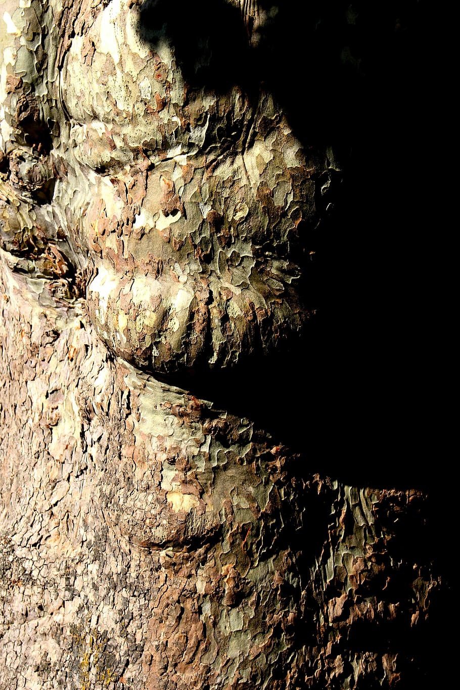 tree, plane, log, grain, light, shadow, detail, nature, forest HD wallpaper