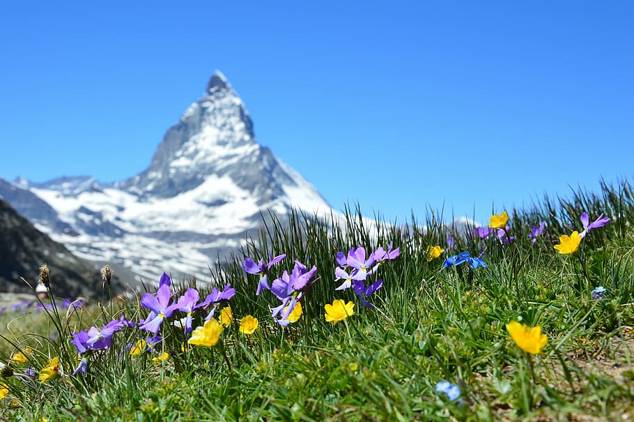 green grass near mountain, matterhorn, alpine, zermatt, mountains, HD wallpaper
