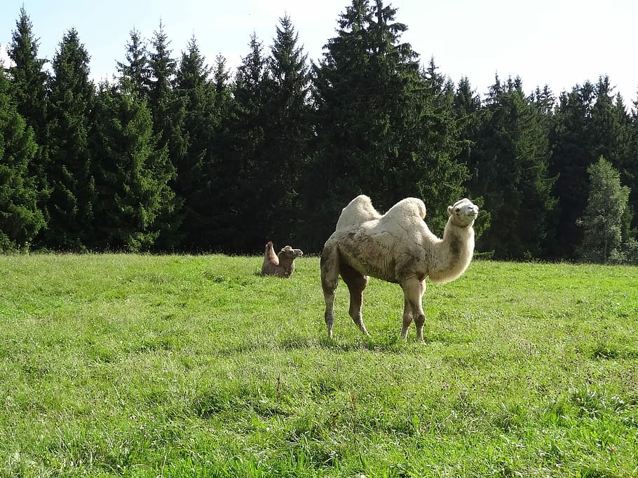 Dromedary, Meadow, Forest, grass, day, tree, nature, animal wildlife HD wallpaper