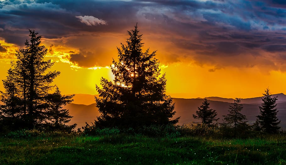 green leafed trees during sunset, nature, horizon, sky, ray HD wallpaper