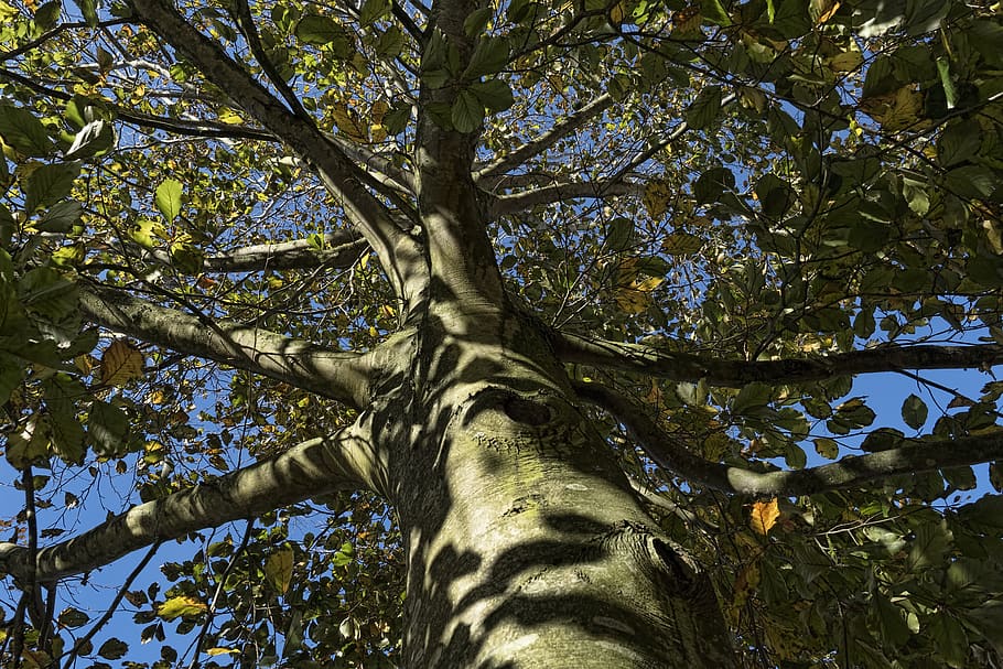 Online Crop Hd Wallpaper Beech Tree Autumn Leaves Tribe Sunny