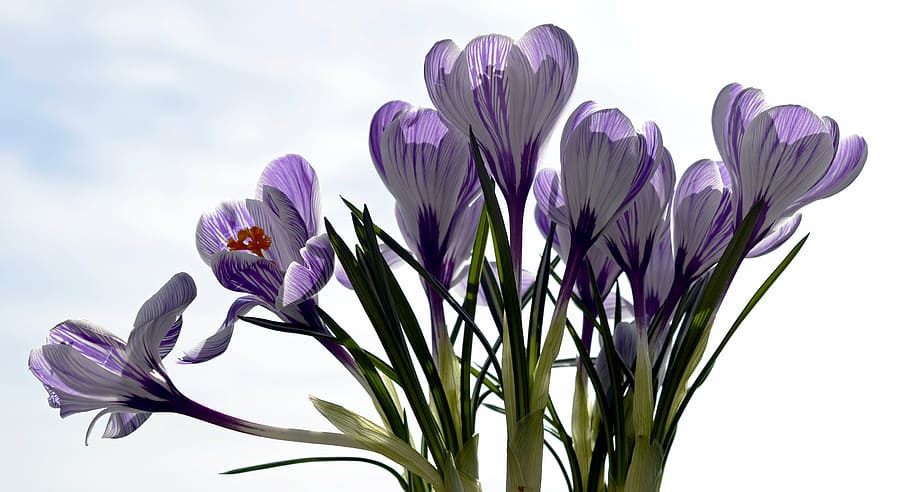 purple petaled flowers, crocus, spring, nature, spring flower HD wallpaper