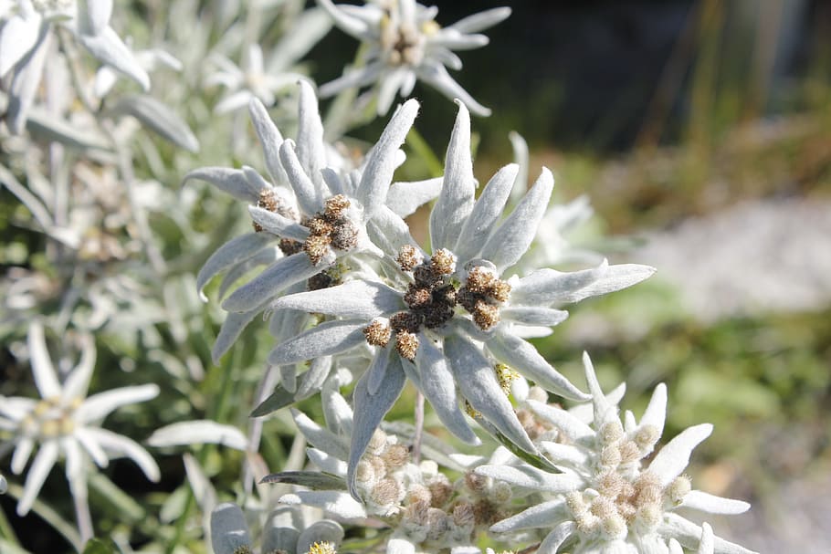 Edelweiss, Flower, Alpine, Edelweiß, alpine edelweiß, alpine flower, HD wallpaper