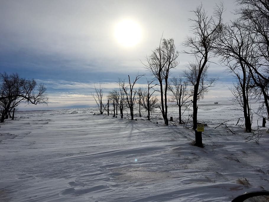 nature, tree, winter, landscape, outdoors, snow, cold temperature HD wallpaper