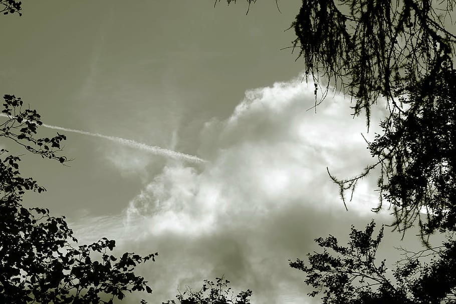 sky, cloud, clouds, trees, heaven, nature, plant, cloud - sky HD wallpaper