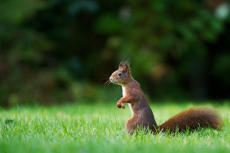 selective focus photography of brown squirrel standing on green grass during daytime, squirrel standing on green grass field HD wallpaper