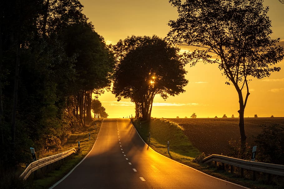 green leafed trees, road, sunset, back light, landscape, abendstimmung HD wallpaper