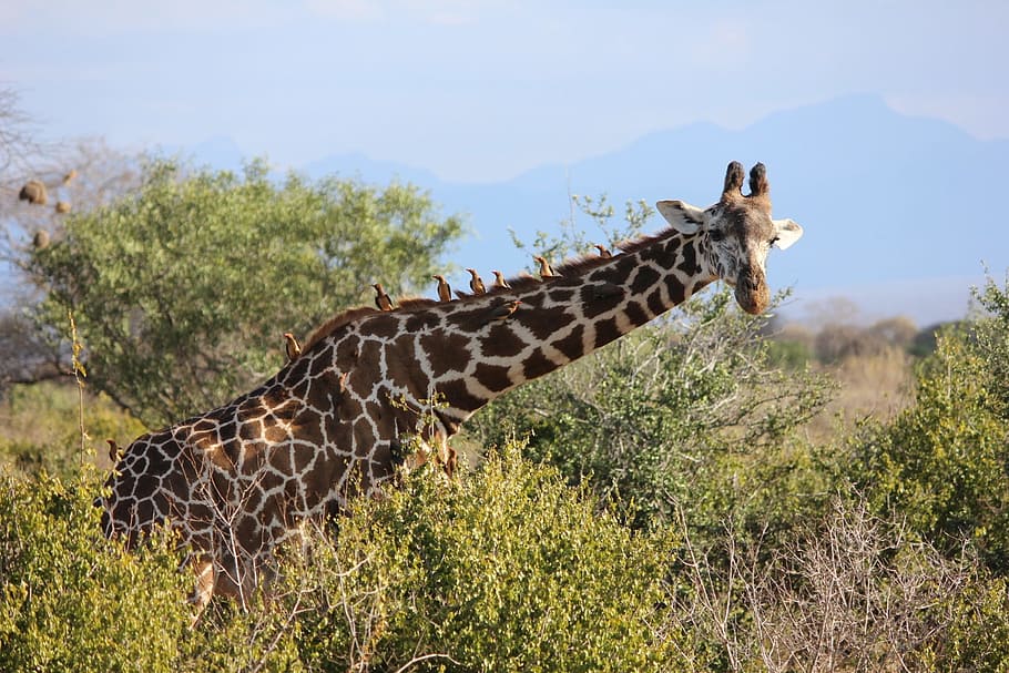 giraffe, tsavo, safari, nature, animal, animal themes, animal wildlife, HD wallpaper