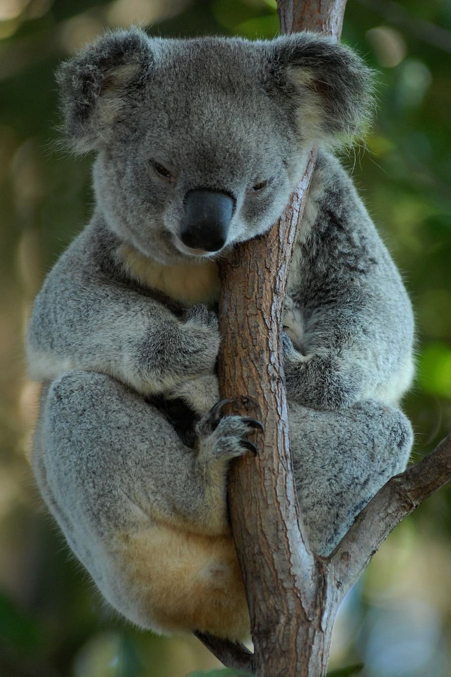 Cute koala and background HD wallpapers | Pxfuel