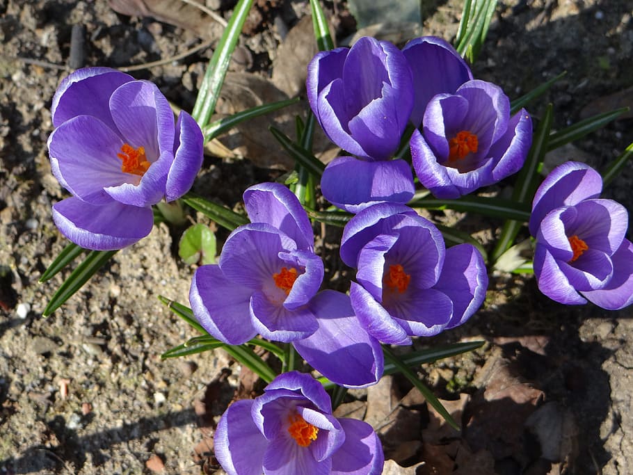 crocus, spring, nature, flower, lorraine, leaf, violet, garden HD wallpaper