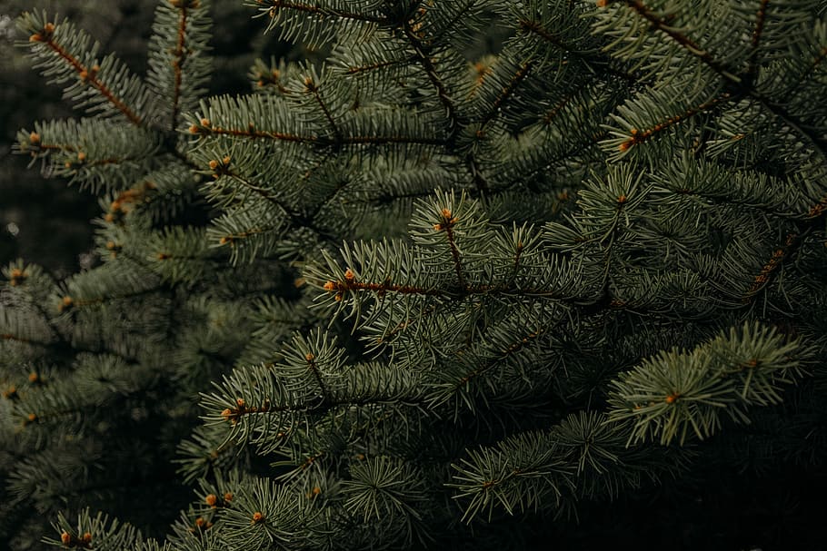pine trees, photography of green tree, branch, greenery, fir tree HD wallpaper