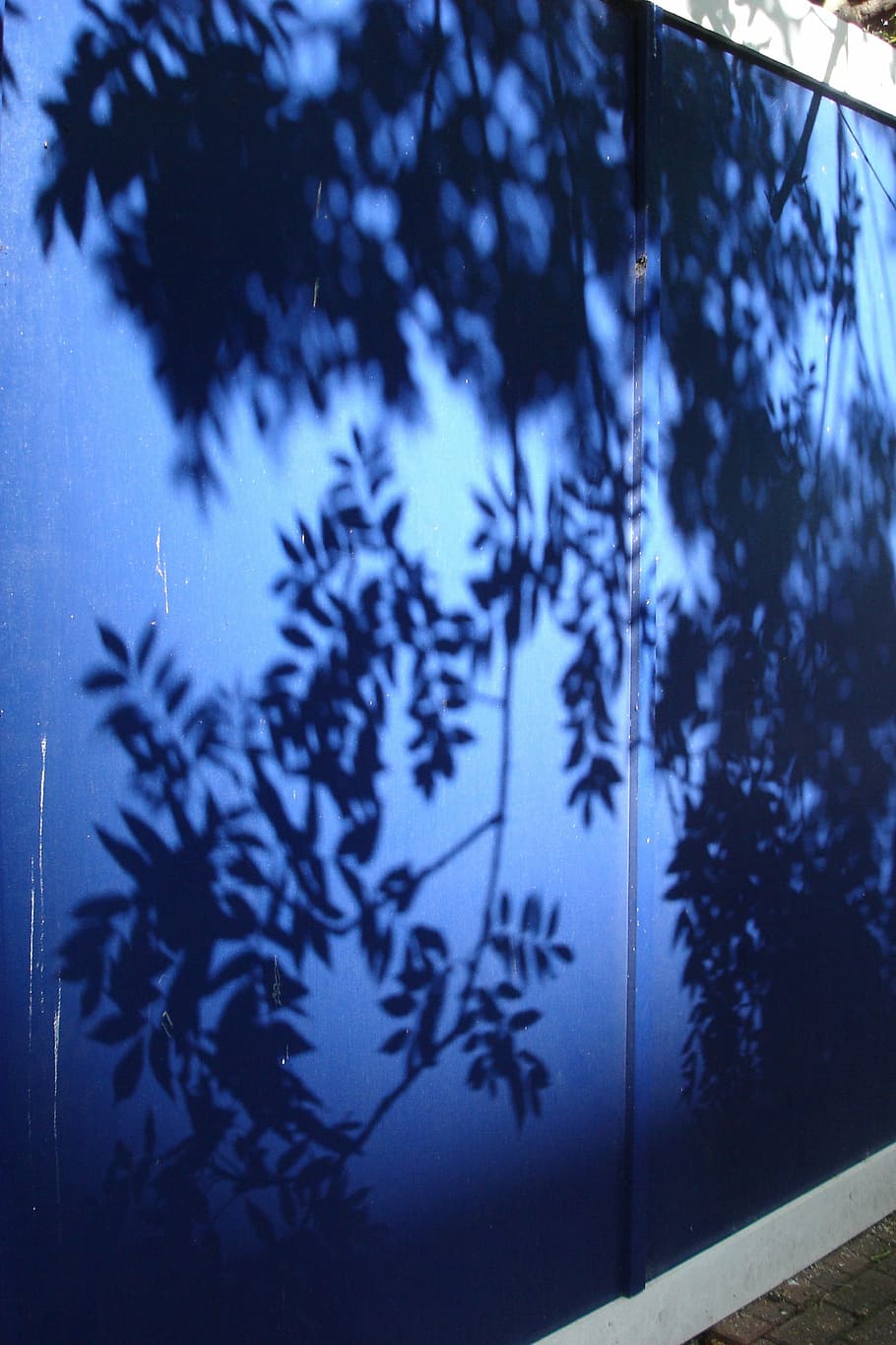 shadow, leaves, blue, plant, tree, no people, nature, reflection HD wallpaper