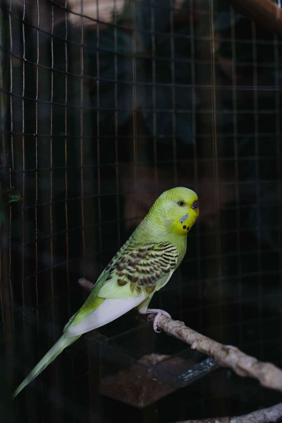 Cute colorful budgies in cage, pet, animal, sweet, bird, domestic