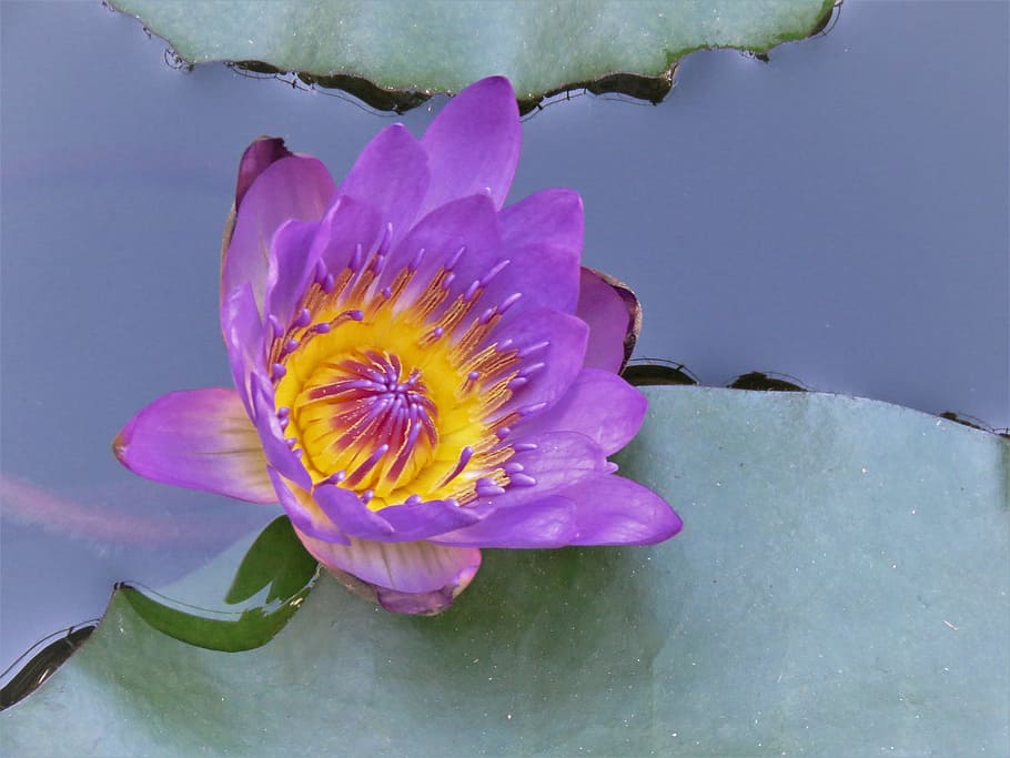 Public Domain. water lilly, blue, yellow, green, pond, flower, flowering pl...