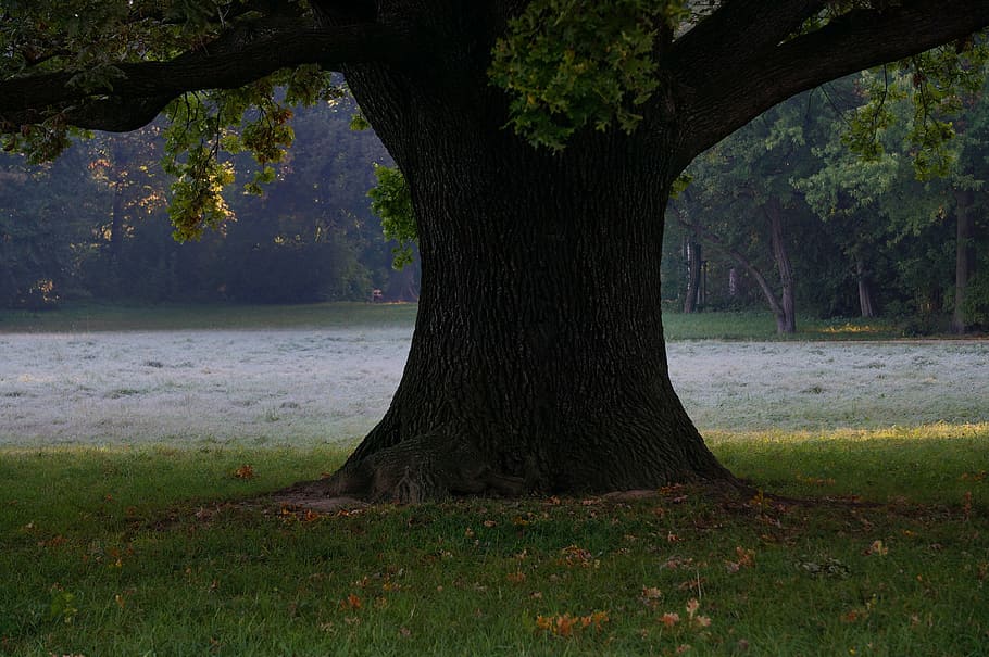 tree on grass field during daytime, oak tree, ground frost, meadow