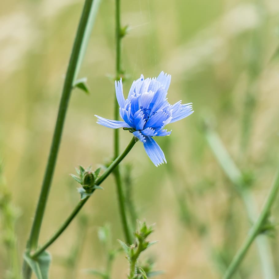 common chicory, ordinary chicory, blossom, bloom, stamp, pistil HD wallpaper