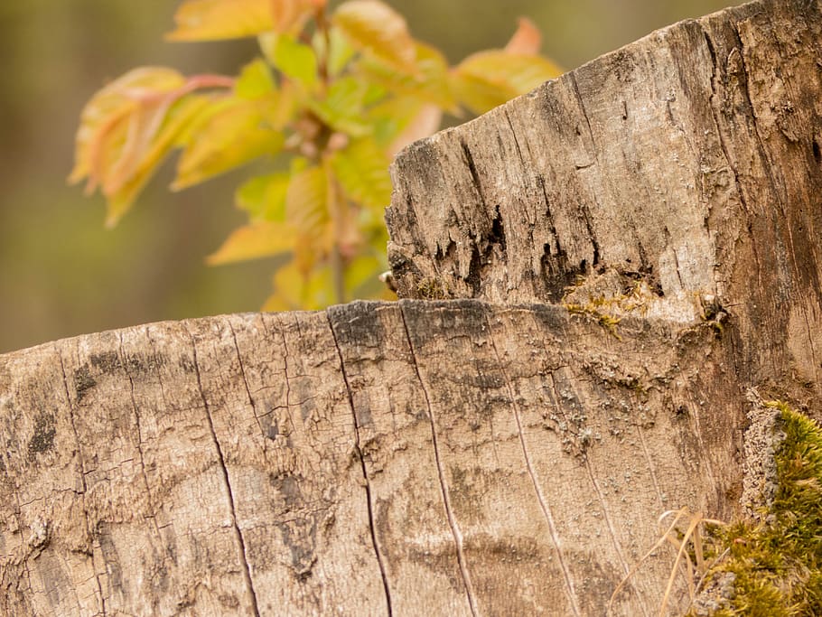 tree stump, close up, forest, macro, structure, plant, focus on foreground HD wallpaper