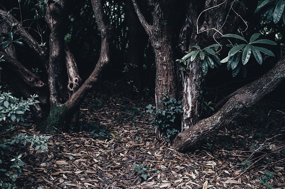 photo of green trees, dark, dry leaves, environment, forest HD wallpaper
