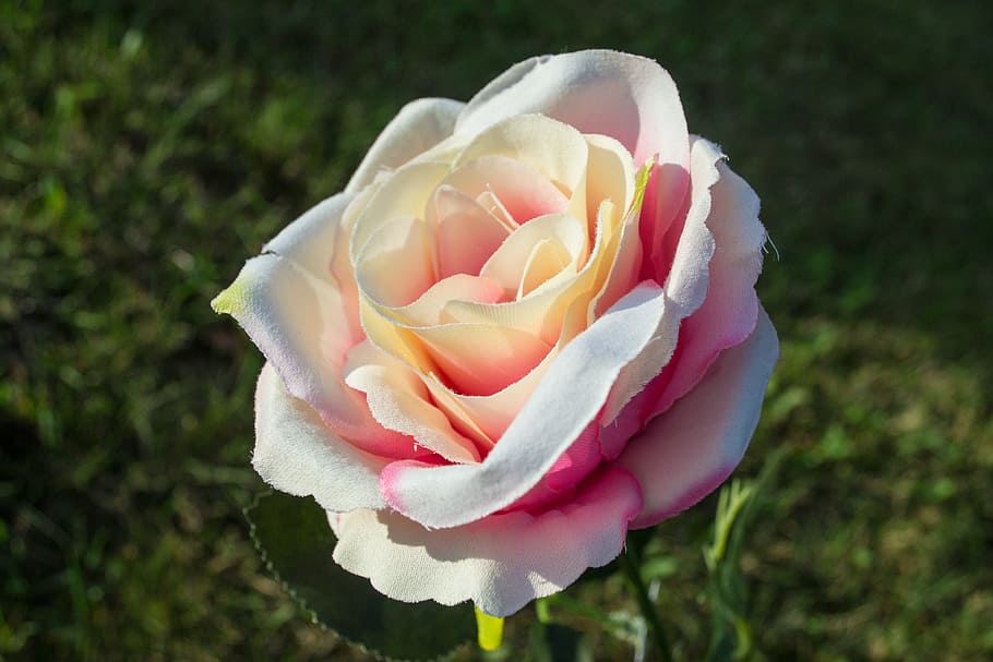 flower, outside, sun, summer, nature, spring, sunny, bright HD wallpaper