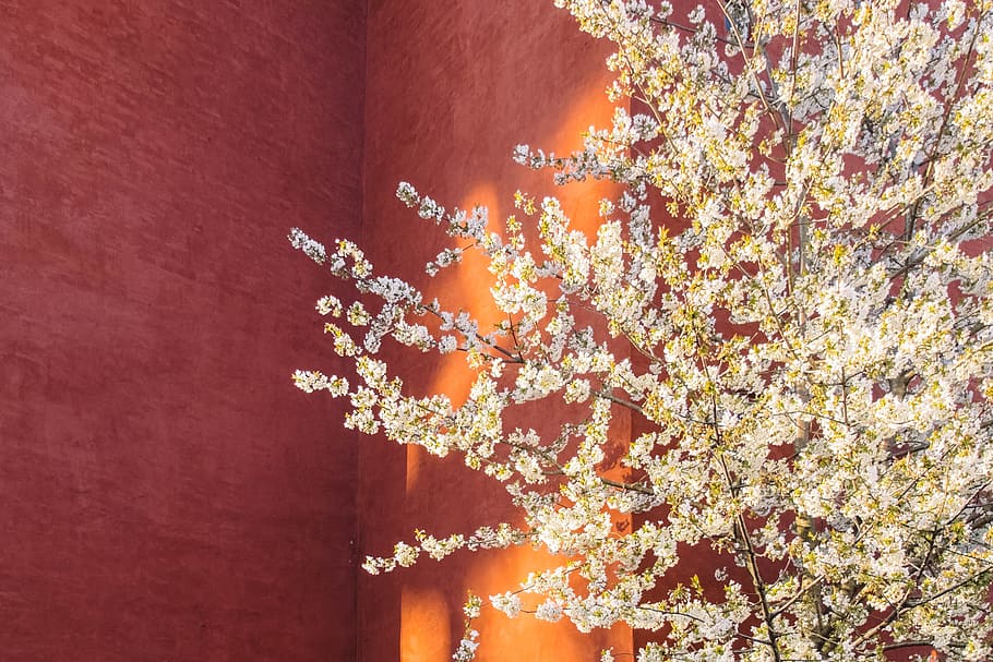 yellow petaled flower, tree with brown leaves, white, leaf, plant HD wallpaper