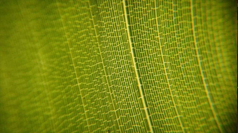 leaf, green, nature, green leaf, foliage, green leaves, garden HD wallpaper