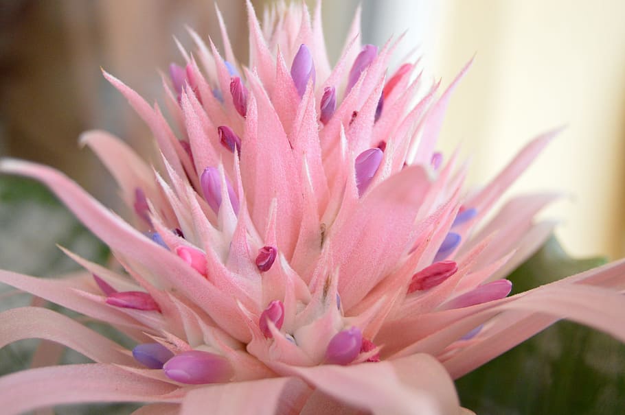 Flower, Closeup, Nature, plant, pink Color, close-up, flower Head HD wallpaper