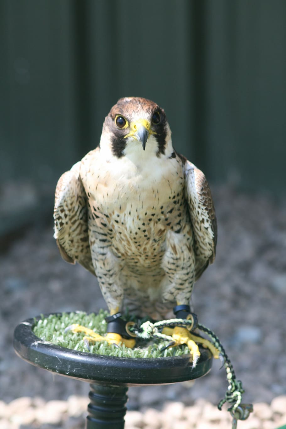 bird, prey, beak, falconer, hunter, wildlife, animal, nature HD wallpaper