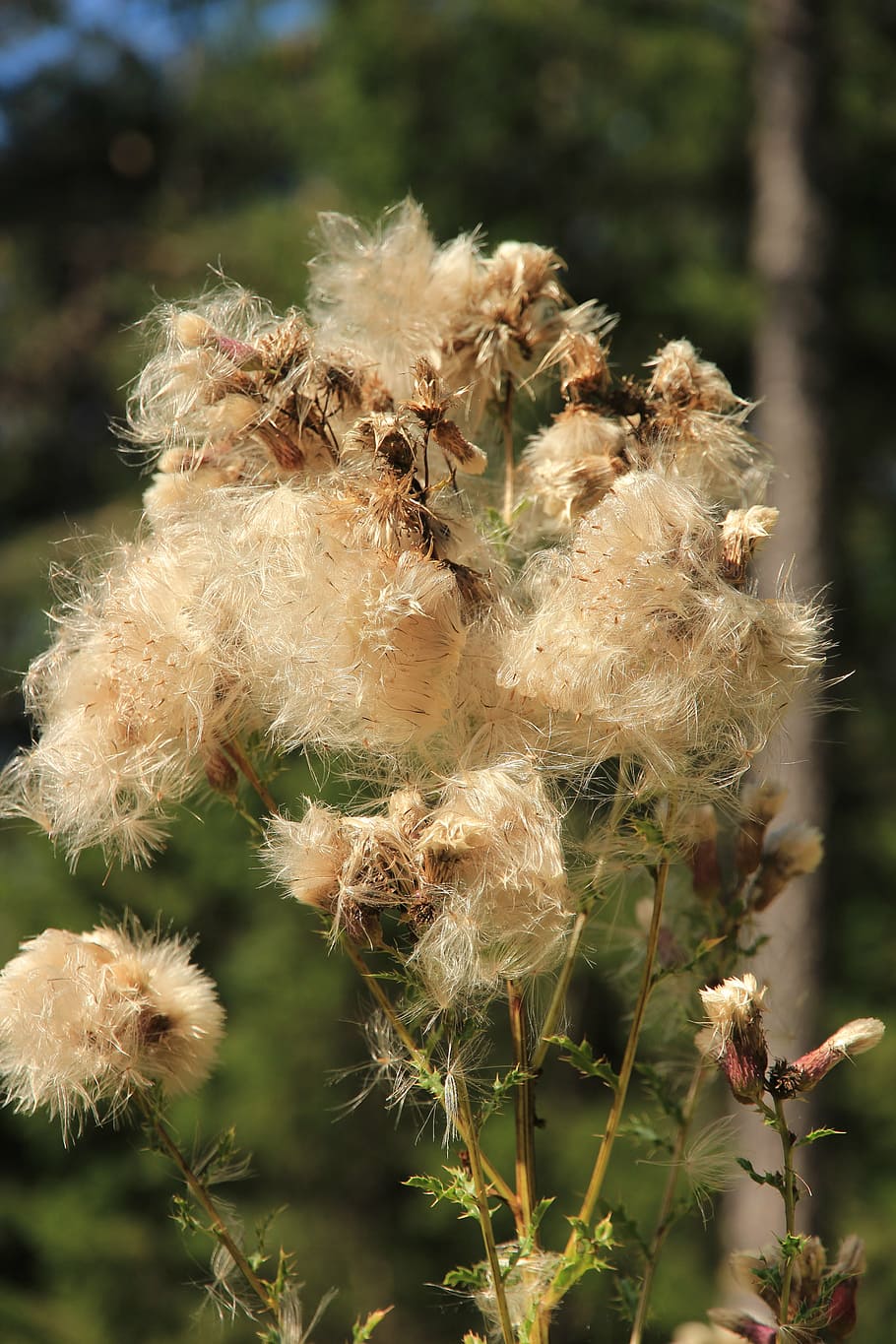 Cottongrass 1080P, 2K, 4K, 5K HD wallpapers free download | Wallpaper Flare