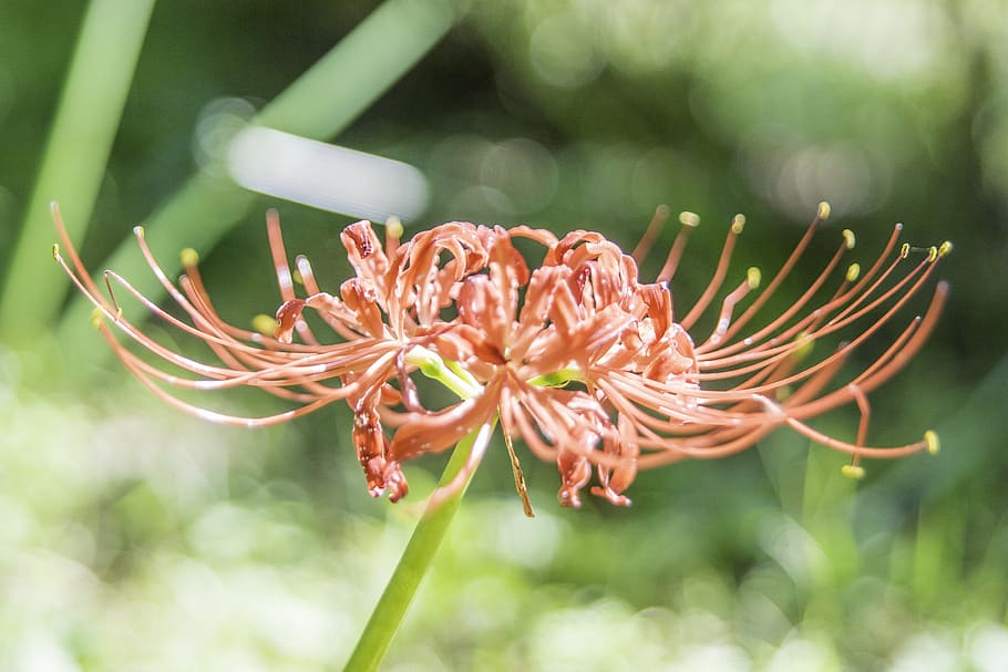 flora, flower, flowering plant, red spider lilies, red spider lily