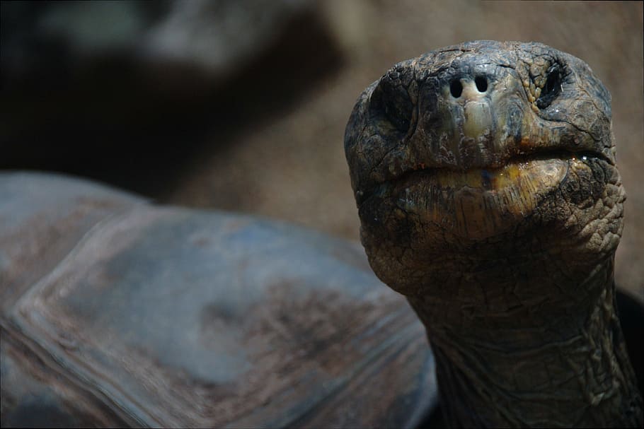 animal, shell, tortoise, turtle, wild animal, public domain images HD wallpaper