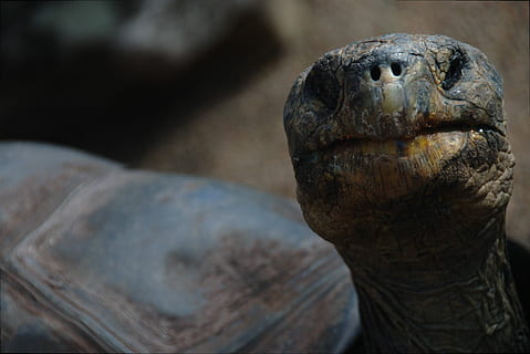 brown tortoise in shallow focus photography, selective focus photography of tortoise HD wallpaper