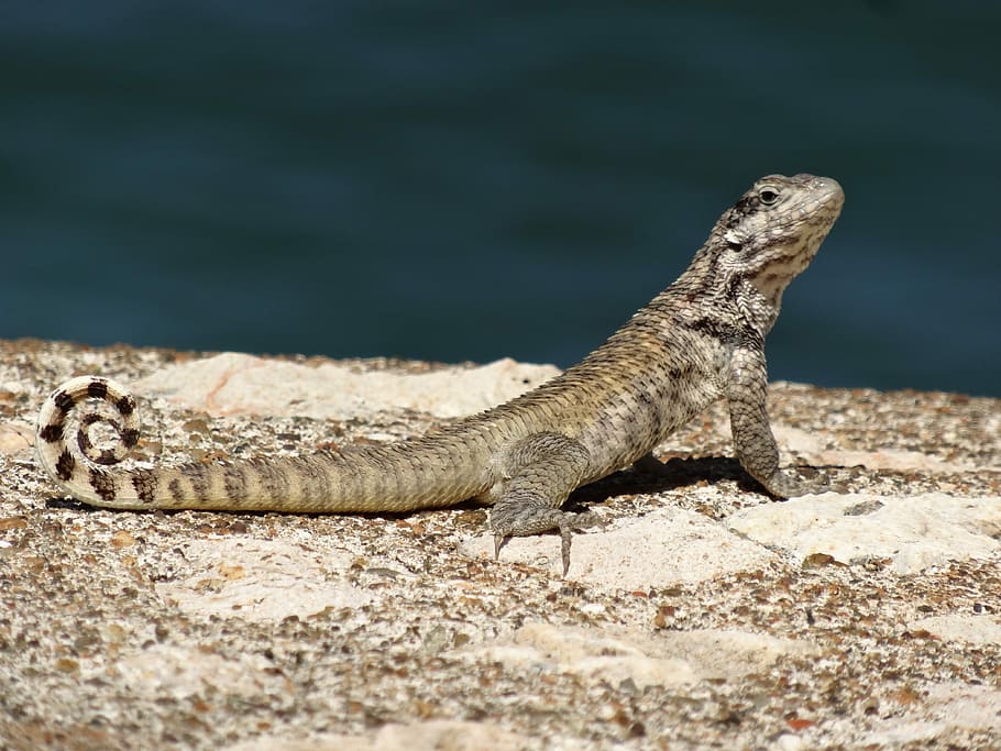 Lizard, Reptile, grey, one animal, animal wildlife, animals in the wild HD wallpaper