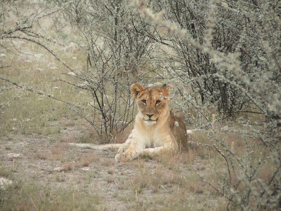 lion's whelp, bush, shrubs, namibia, animal wildlife, animals in the wild HD wallpaper