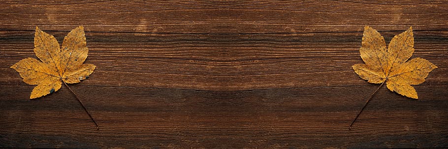 twp dried maple leaves on brown surface, background, maple leaf HD wallpaper