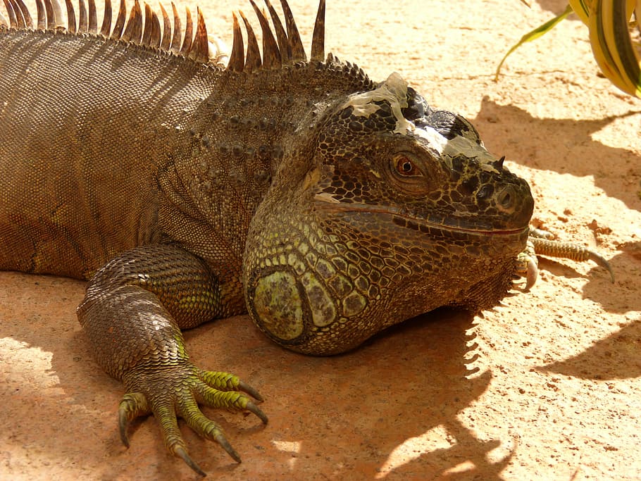 Iguana, Reptile, Lizard, animals in the wild, animal wildlife HD wallpaper