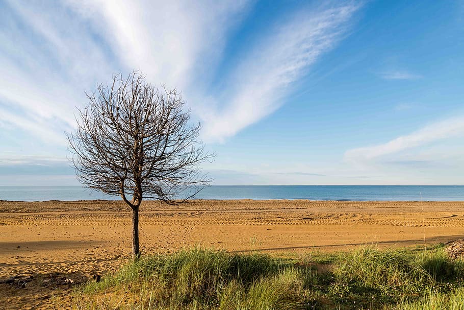 sea, tree, beach, sky, plant, environment, landscape, beauty in nature HD wallpaper