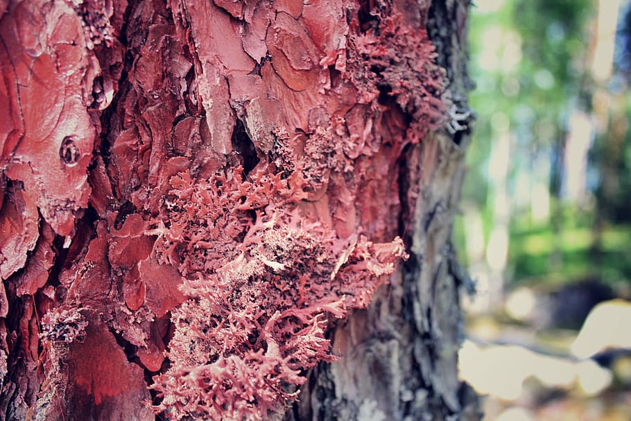 Marked Tree, Nature, Close-Up, red, summer, outdoors, tree trunk HD wallpaper