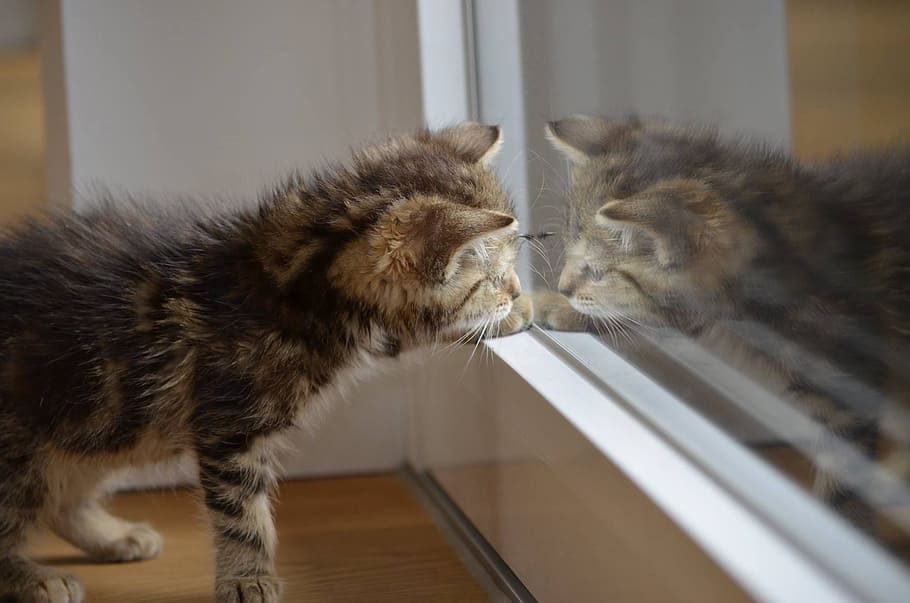 short-fur brown kitten, cat, mirror, animals, nature, baby cat HD wallpaper