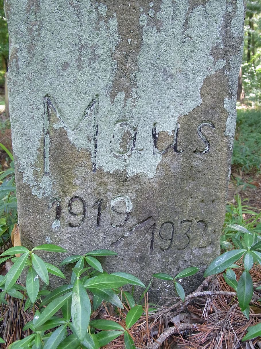 Dogs, Animals, Grave, Graves, Rest, forest, grave stones, woodland cemetery