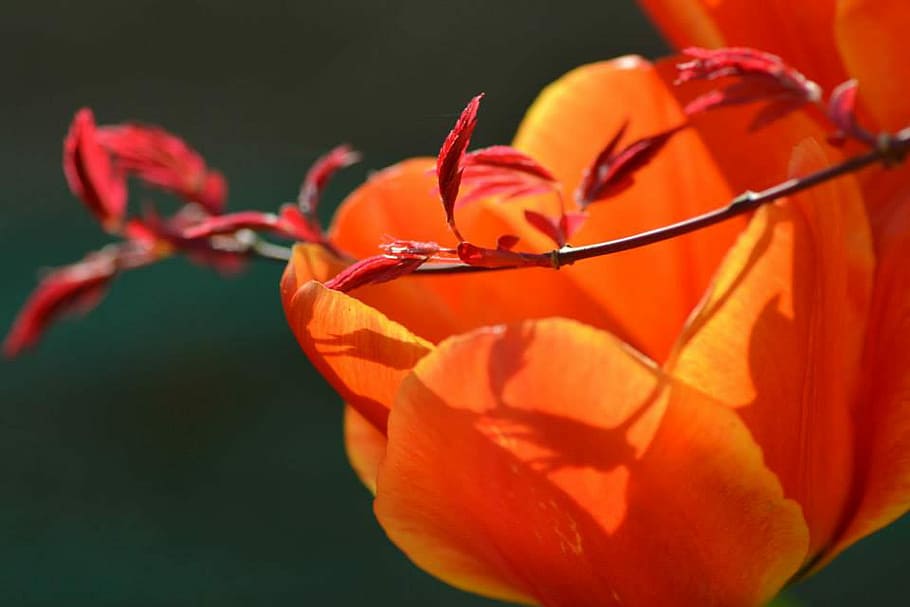 Flower, Tulip, Petal, Maple, orange color, close-up, studio shot HD wallpaper