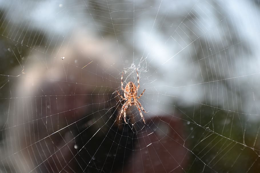 spider, cobweb, close, nature, spider web, fragility, arachnid HD wallpaper