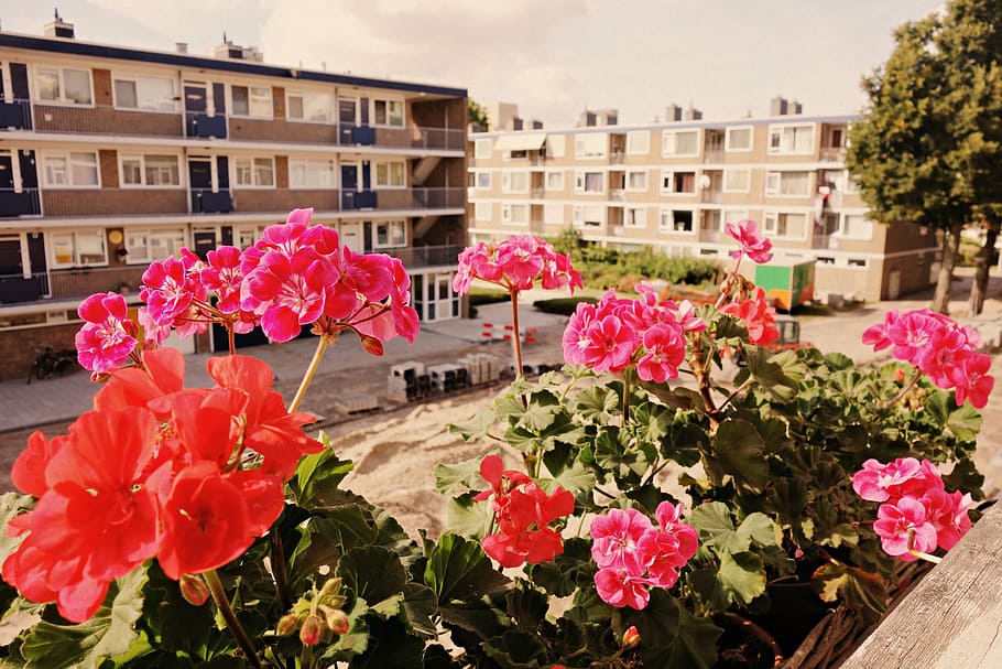 flowers, geranium, sill, window, view, block, urban, urban setting HD wallpaper